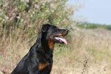 BEAUCERON 226